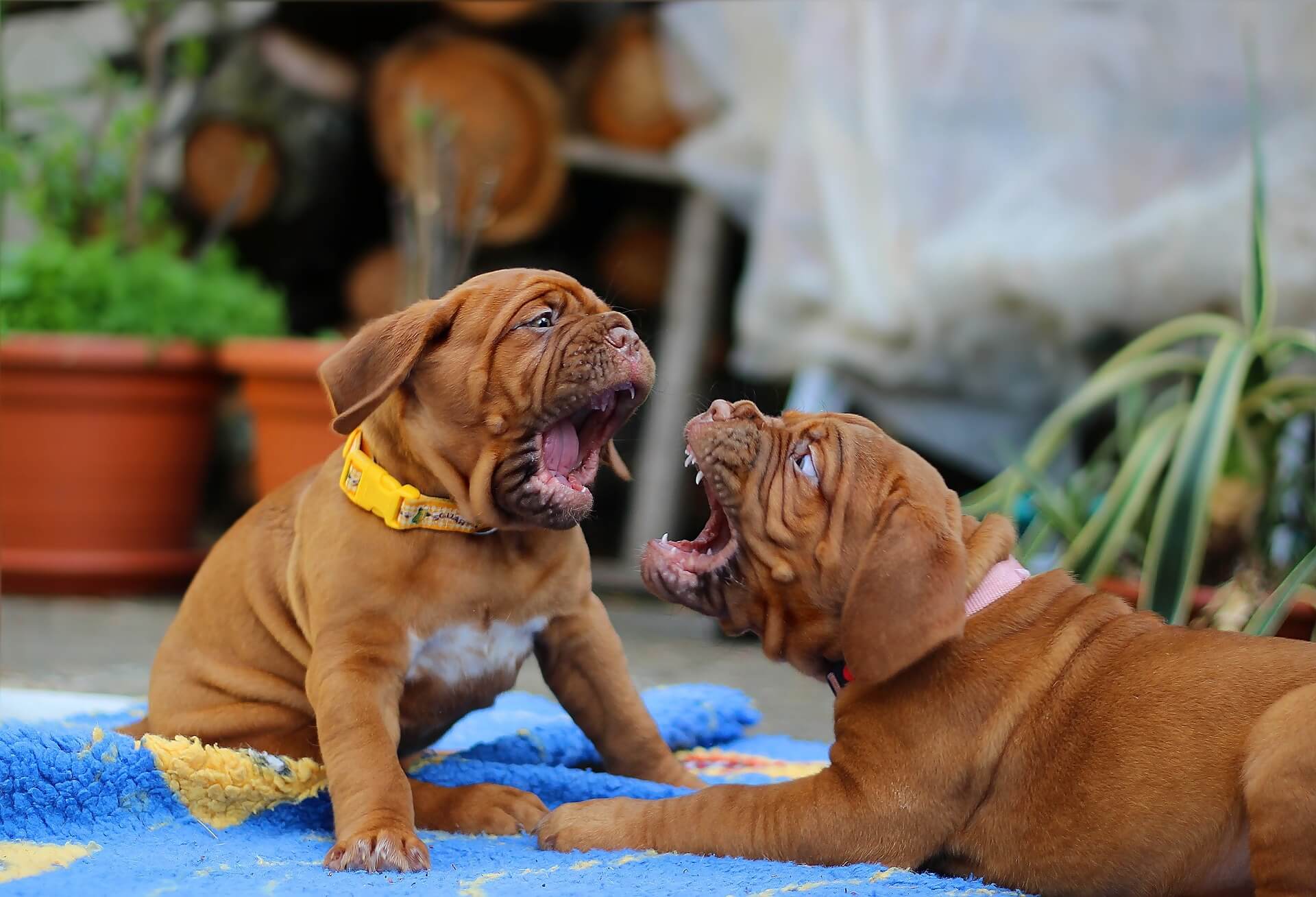 Mastín francés cachorros jugando