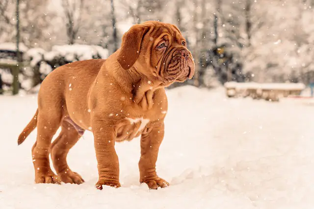 dogue de bordeaux puppy