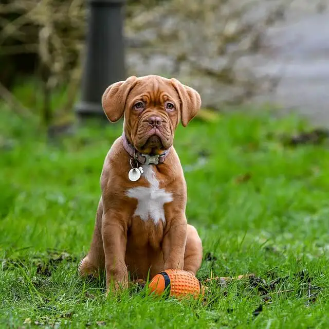 cachorro dogo de burdeos