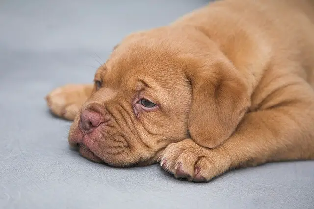 dogue-de-bordeaux sleepy puppy