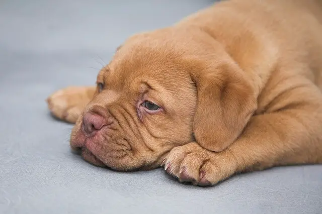 cachorro soñoliento dogue-de-burdeos