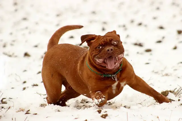 dogue de bordeaux