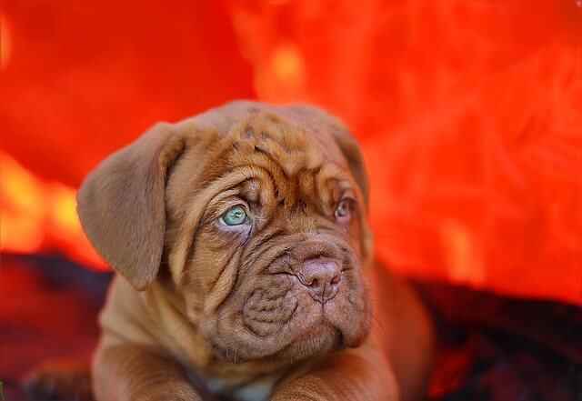 cachorro de dogo