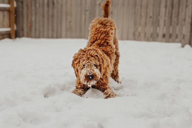 doodle playing