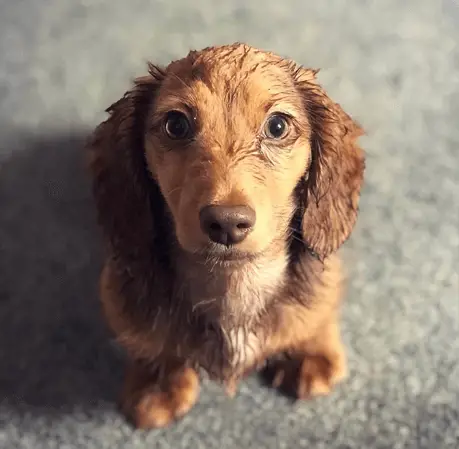 doxiepoo dog