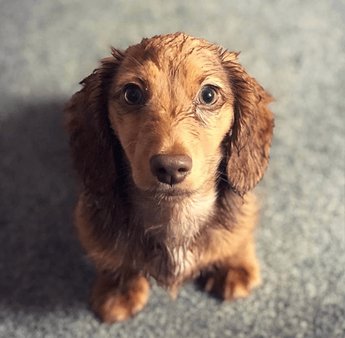 are doxiepoo the most intelligent dogs