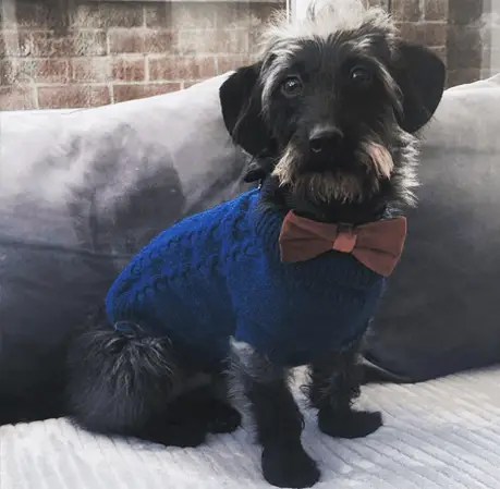 doxiepoo in a sweater