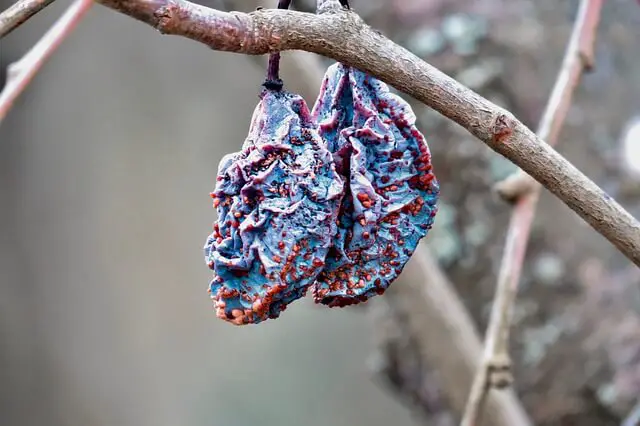 dried plums on tree
