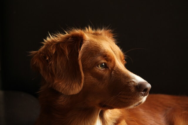 duck tolling retriever