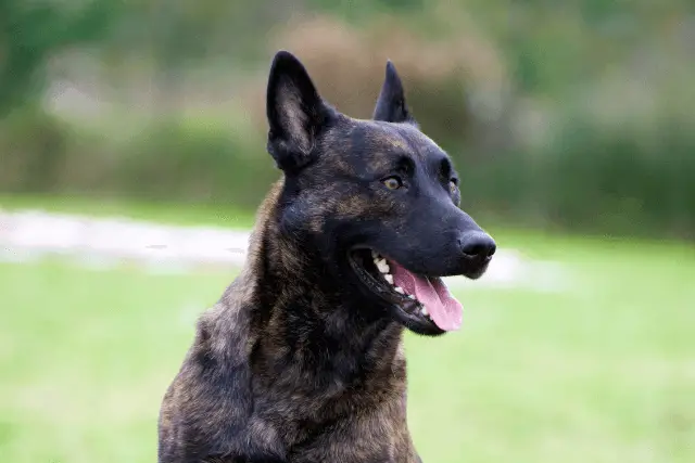 Dutch Shepherd