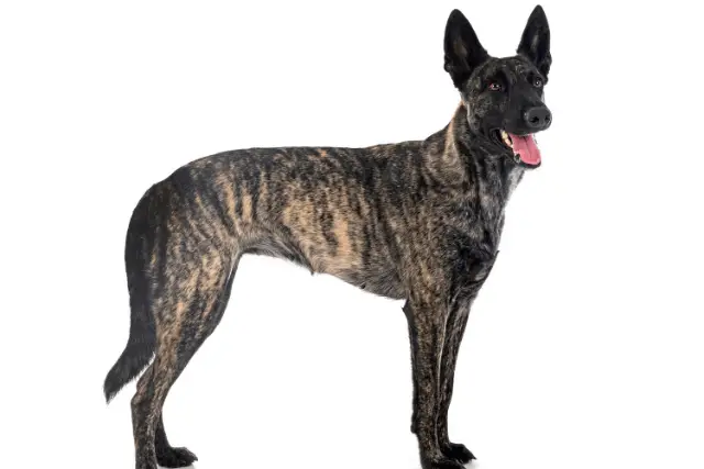 Dutch Shepherd