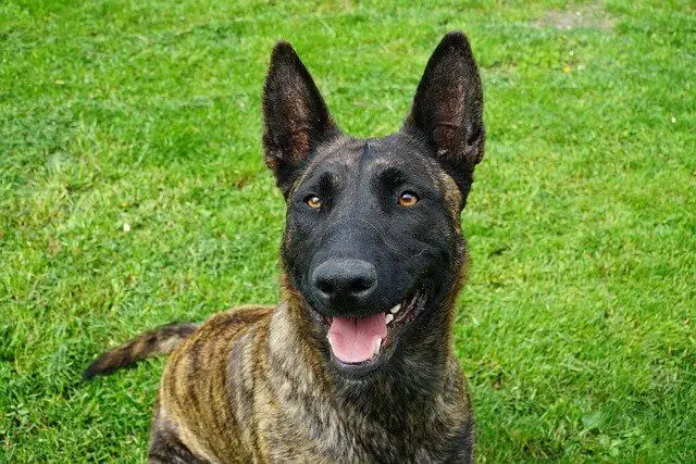 dutch-shepherd