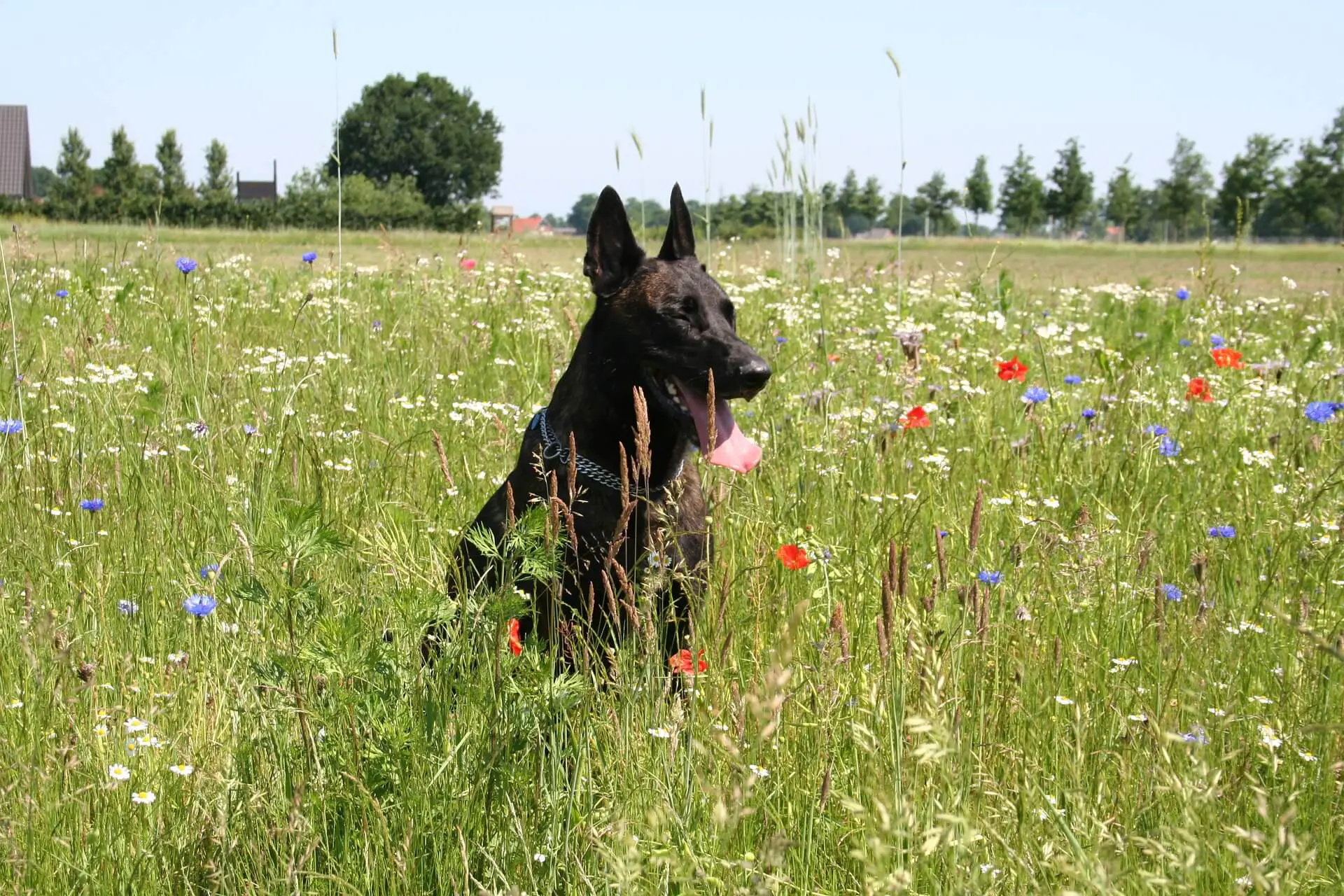 dutch shepherd in grass