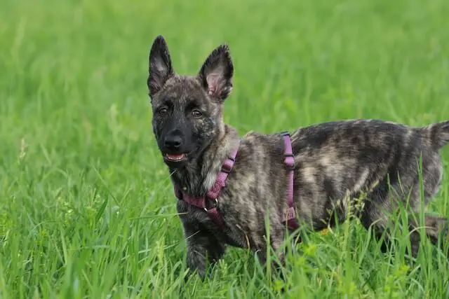dutch-shepherd puppy