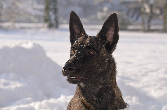 dutch shepherd