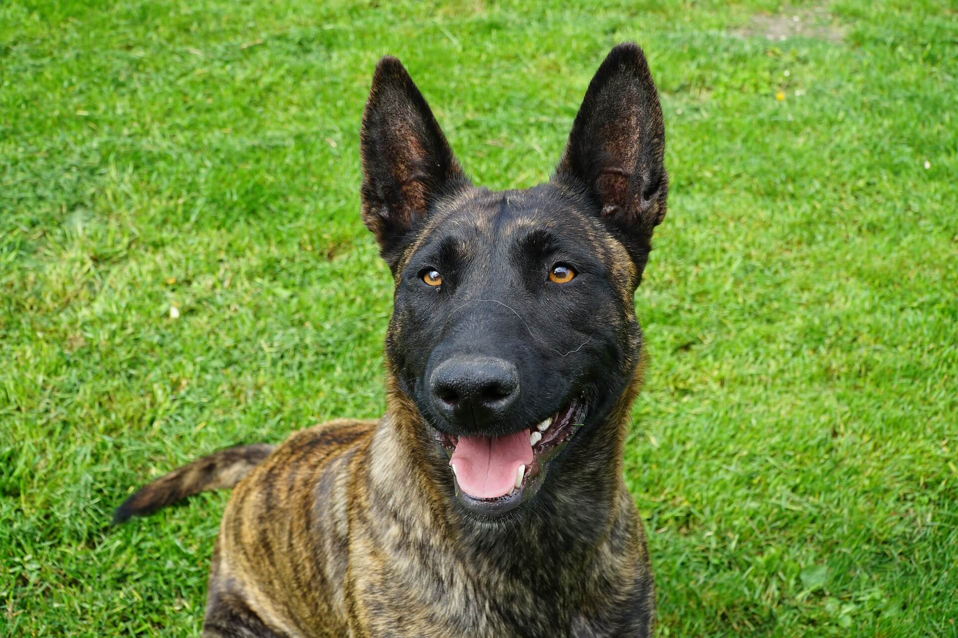 dutch shepherd smiling