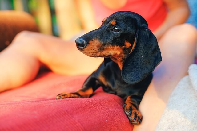 dwarf Dachshund