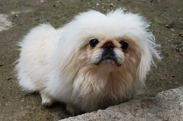 dwarf pekingese