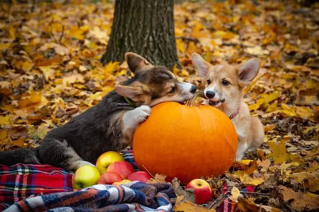 dwarf welsh-corgi-pembroke