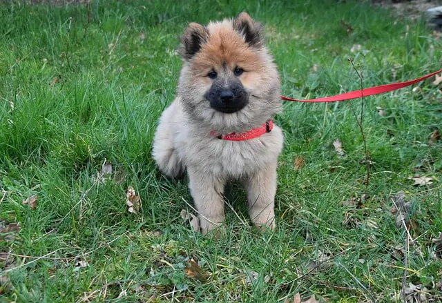 eaurasian puppy on leash