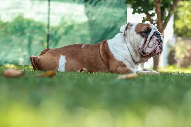english-bulldog on grass