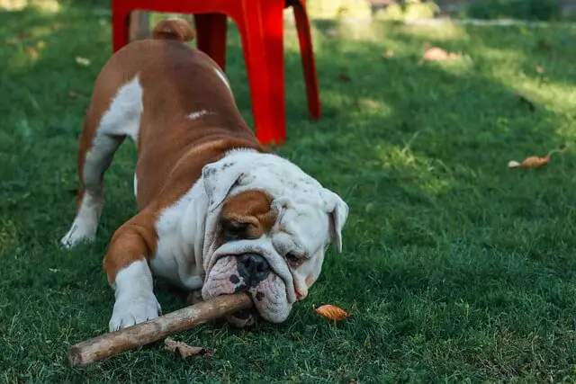 english bulldog playing