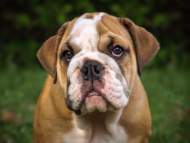 english-bulldog puppy