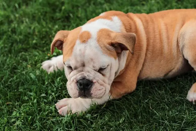 cucciolo di bulldog inglese