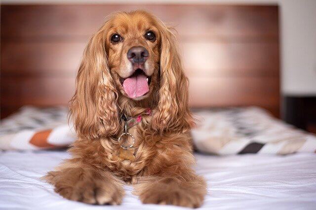 english cocker spaniel closeup