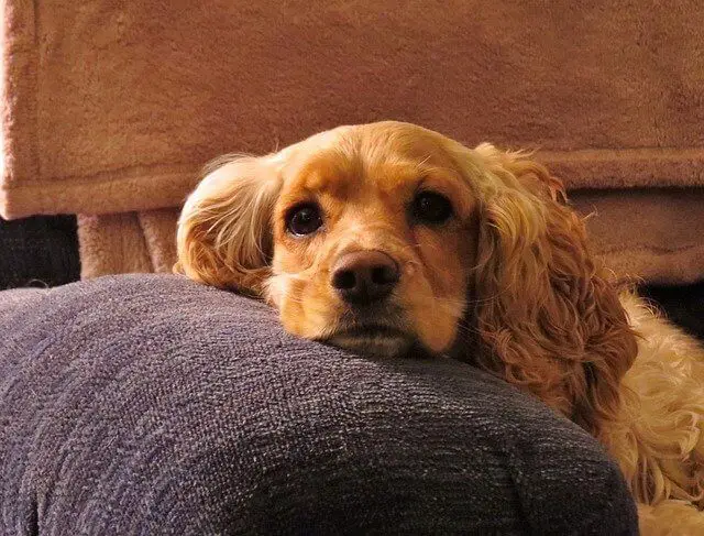 cocker spaniel inglés tendido