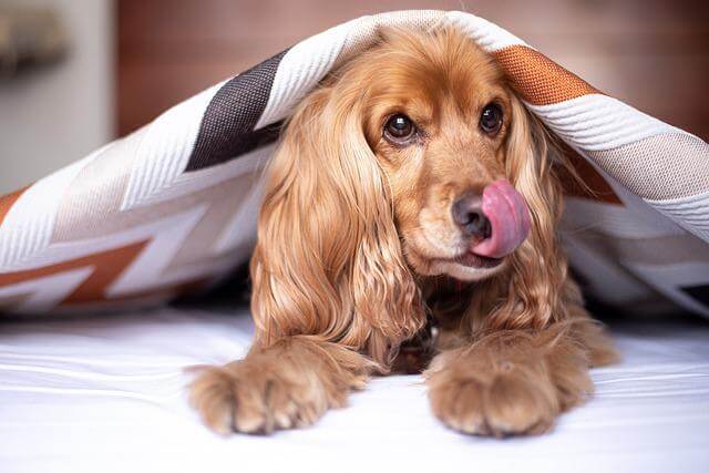 english-cocker-spaniel licking lips