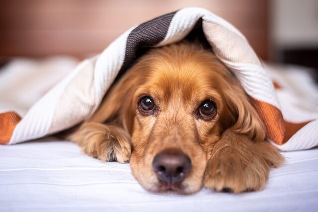 english-cocker-spaniel-on bed