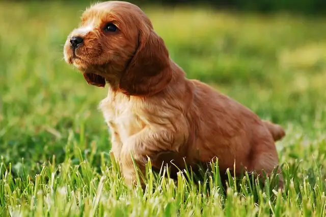 english cocker spaniel puppy