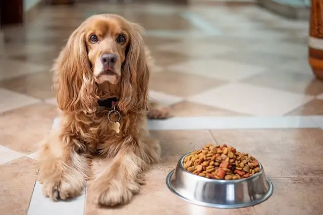 english cocker spaniel with bowl of food