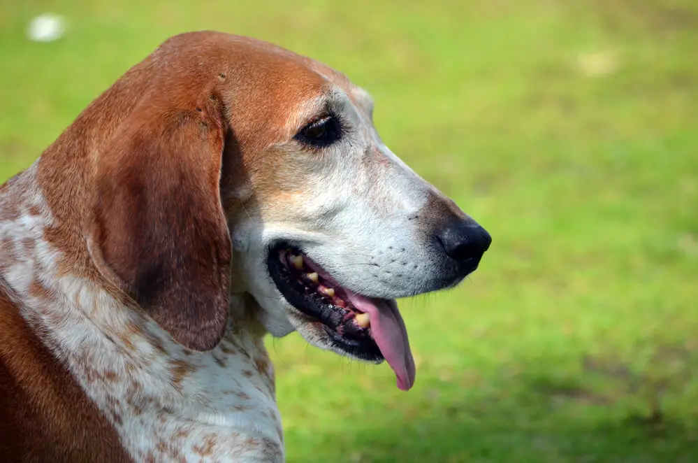 American English Coonhound