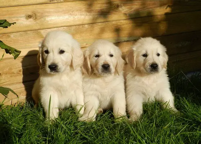 english cream retriever puppies