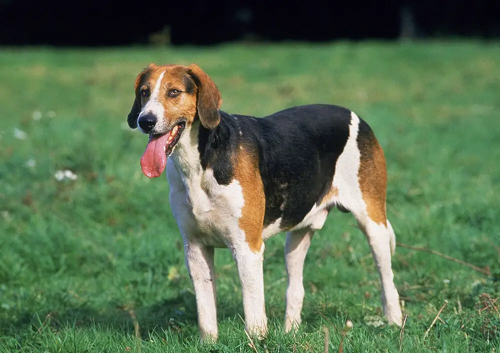 foxhound