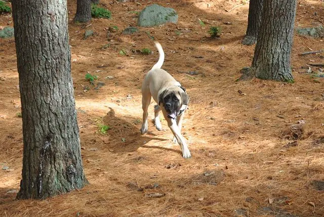 english mastiff in woods