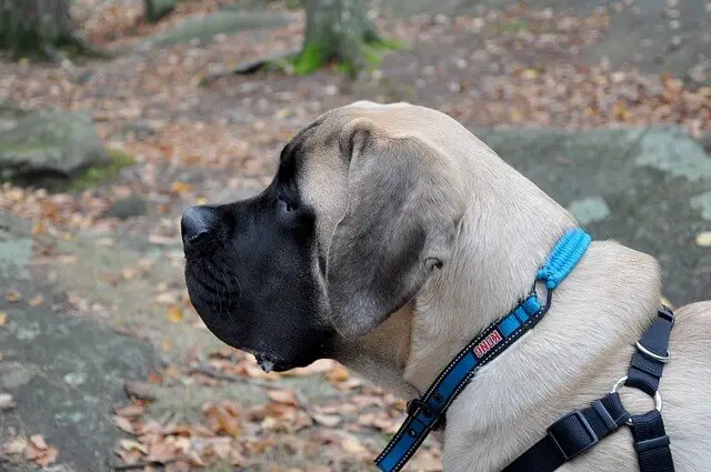 young english mastiff