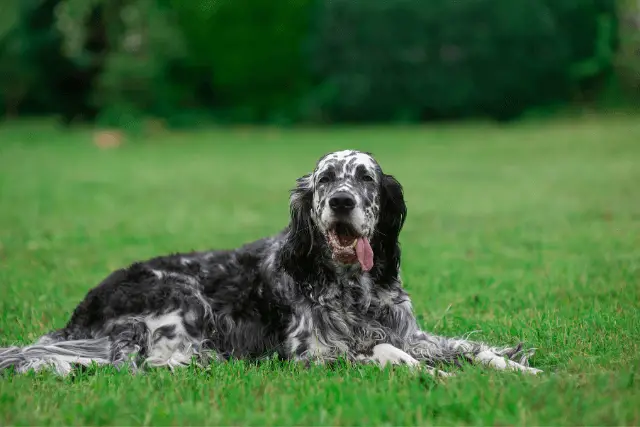 English Setter