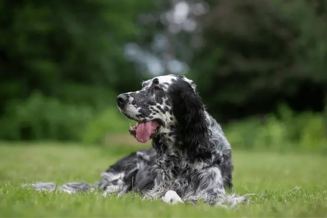 English Setter