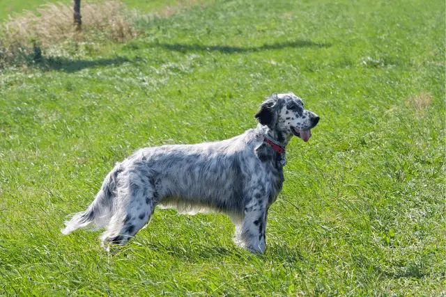 English Setter