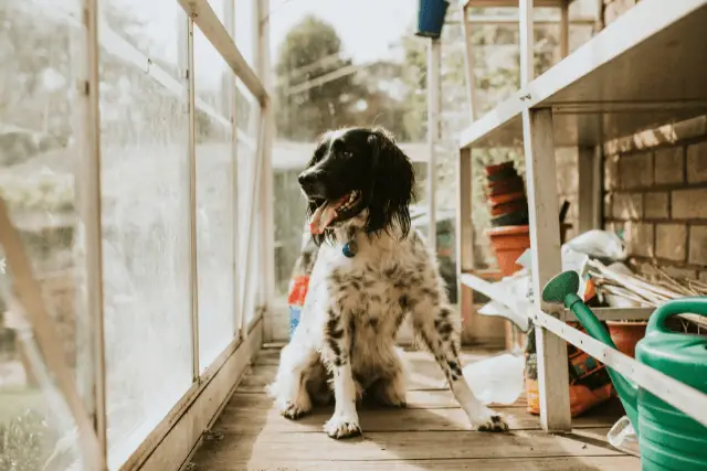 English Setter