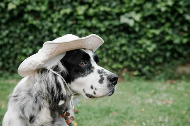 English Setter