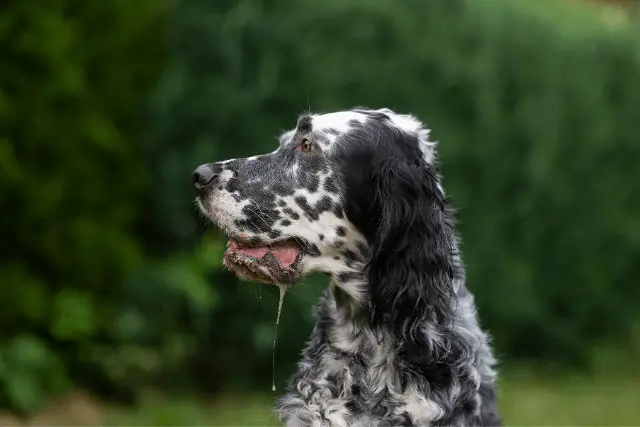 English Setter