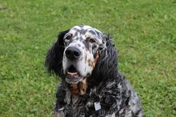 are english setters quiet indoors