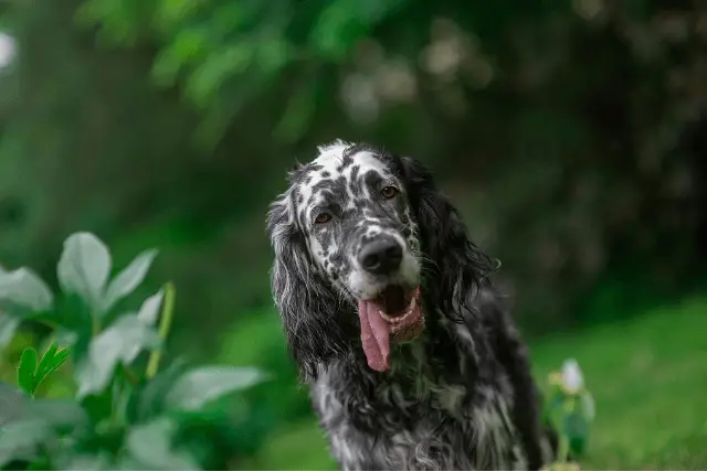 English Setter