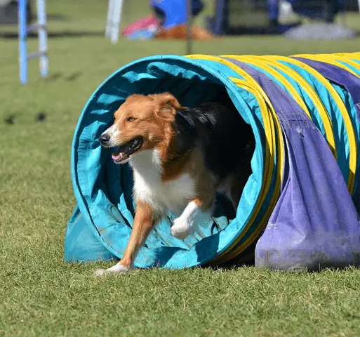 english shepherd at dog agility trial