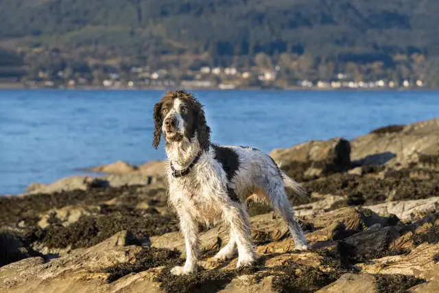 English Springer Spaniel