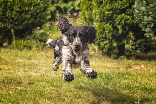 English Springer Spaniel